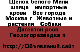 Щенок белого Мини шпица , импортные крови - Все города, Москва г. Животные и растения » Собаки   . Дагестан респ.,Геологоразведка п.